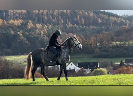 PRE Mestizo, Caballo castrado, 6 años, 164 cm, Tordo rodado