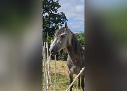 PRE Mestizo, Caballo castrado, 6 años, 164 cm, Tordo rodado