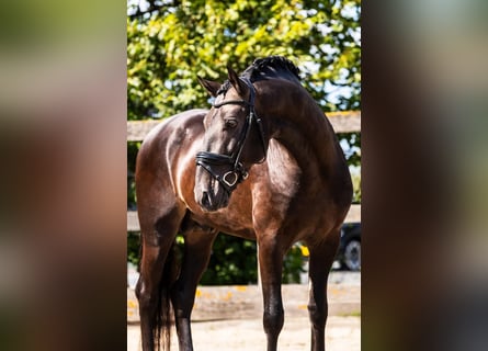 PRE Mestizo, Caballo castrado, 6 años, 165 cm, Bayo