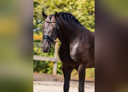 PRE, Caballo castrado, 6 años, 165 cm, Buckskin/Bayo