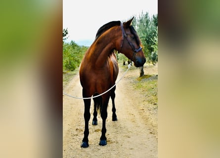 PRE Mestizo, Caballo castrado, 6 años, 165 cm, Castaño