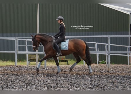 PRE, Caballo castrado, 6 años, 165 cm, Castaño oscuro