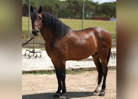 PRE Mestizo, Caballo castrado, 6 años, 165 cm, Castaño rojizo