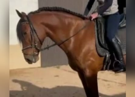 PRE Mestizo, Caballo castrado, 6 años, 165 cm, Castaño rojizo