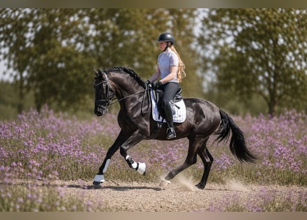 PRE Mestizo, Caballo castrado, 6 años, 165 cm, Negro