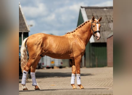 PRE, Caballo castrado, 6 años, 165 cm, Palomino