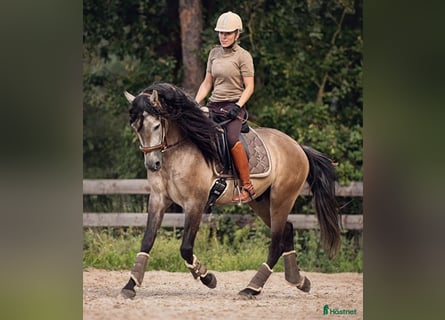 PRE, Caballo castrado, 6 años, 166 cm, Buckskin/Bayo