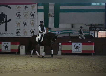 PRE, Caballo castrado, 6 años, 166 cm, Castaño