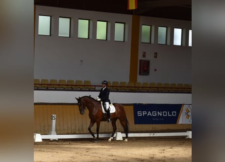 PRE, Caballo castrado, 6 años, 166 cm, Castaño