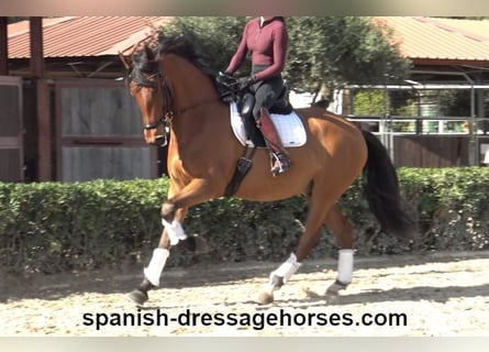 PRE Mestizo, Caballo castrado, 6 años, 166 cm, Castaño