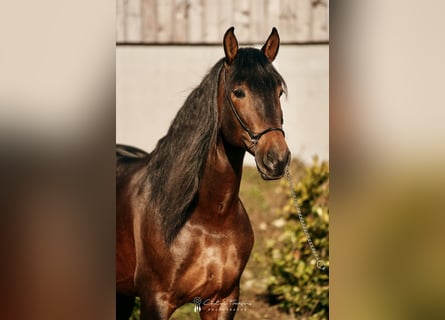 PRE Mestizo, Caballo castrado, 6 años, 166 cm, Castaño oscuro