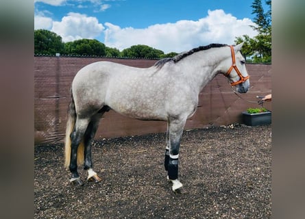 PRE Mestizo, Caballo castrado, 6 años, 166 cm, Tordo