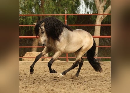 PRE Mestizo, Caballo castrado, 6 años, 167 cm, Buckskin/Bayo