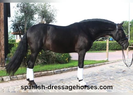 PRE Mestizo, Caballo castrado, 6 años, 167 cm, Negro
