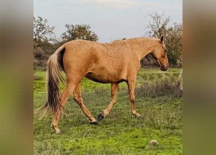 PRE Mestizo, Caballo castrado, 6 años, 167 cm, Palomino