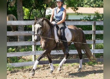 PRE Mestizo, Caballo castrado, 6 años, 167 cm, Tordo rodado