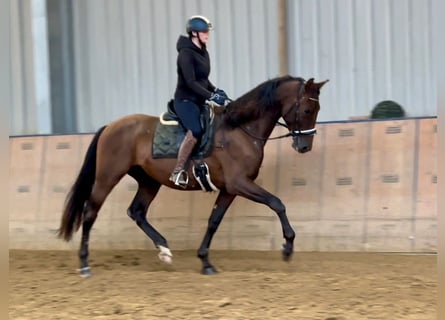 PRE, Caballo castrado, 6 años, 168 cm, Castaño