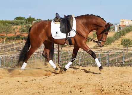 PRE, Caballo castrado, 6 años, 168 cm, Castaño