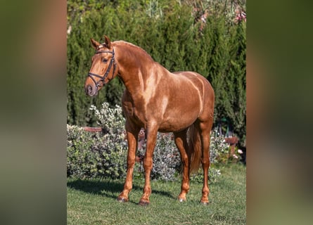 PRE Mestizo, Caballo castrado, 6 años, 168 cm, Palomino