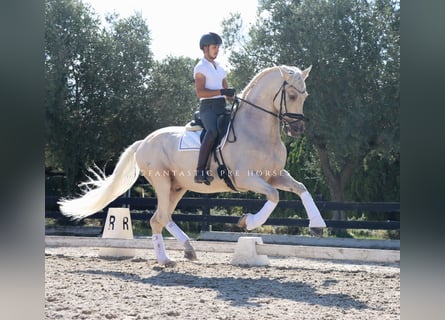 PRE Mestizo, Caballo castrado, 6 años, 168 cm, Palomino