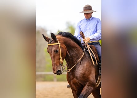 PRE, Caballo castrado, 6 años, 169 cm, Castaño oscuro