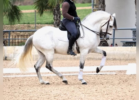 PRE Mestizo, Caballo castrado, 6 años, 169 cm, Tordo