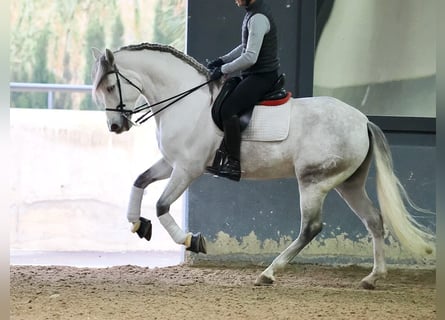 PRE Mestizo, Caballo castrado, 6 años, 169 cm, Tordo