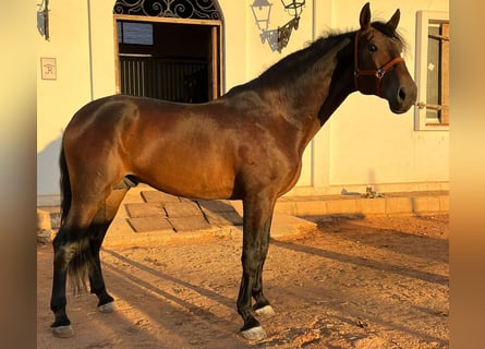 PRE, Caballo castrado, 6 años, 170 cm, Castaño