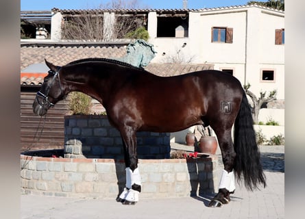 PRE, Caballo castrado, 6 años, 170 cm, Negro