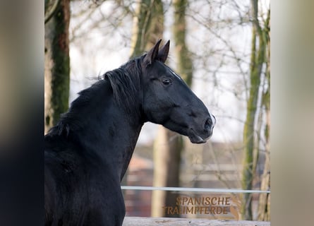 PRE Mestizo, Caballo castrado, 6 años, 170 cm, Negro