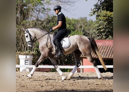 PRE, Caballo castrado, 6 años, 171 cm, Tordo