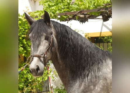 PRE Mestizo, Caballo castrado, 6 años, 171 cm, Tordo