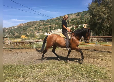 PRE Mestizo, Caballo castrado, 6 años, 175 cm, Castaño