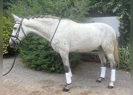 PRE Mestizo, Caballo castrado, 6 años, 175 cm, Tordo