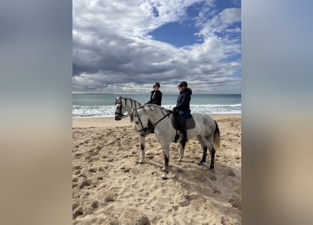 PRE, Caballo castrado, 6 años, 175 cm, Tordo