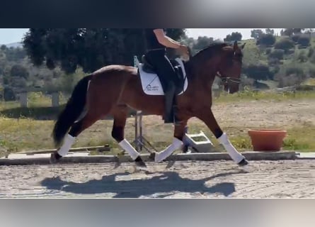 PRE Mestizo, Caballo castrado, 7 años, 159 cm, Castaño rojizo