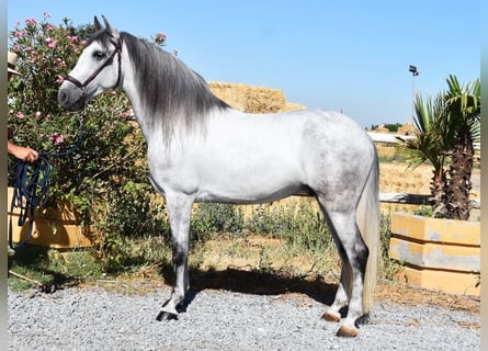 PRE, Caballo castrado, 7 años, 159 cm, Tordo