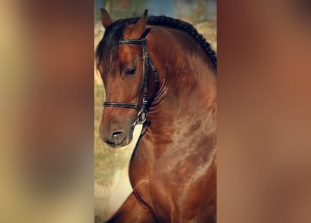 PRE Mestizo, Caballo castrado, 7 años, 162 cm, Castaño