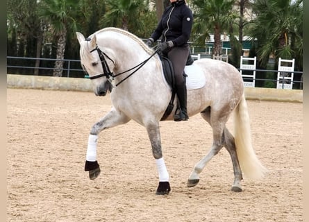 PRE Mestizo, Caballo castrado, 7 años, 162 cm, Tordo