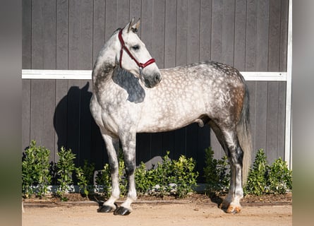 PRE, Caballo castrado, 7 años, 162 cm, Tordo