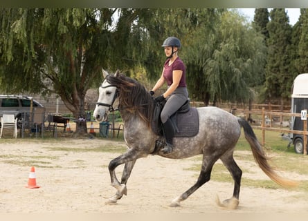 PRE Mestizo, Caballo castrado, 7 años, 162 cm, Tordo