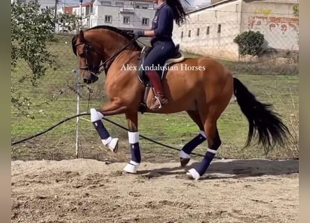 PRE Mestizo, Caballo castrado, 7 años, 163 cm, Castaño