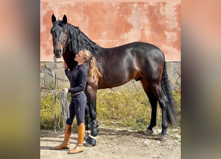 PRE Mestizo, Caballo castrado, 7 años, 163 cm, Castaño oscuro