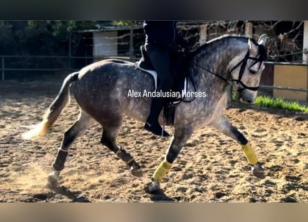 PRE Mestizo, Caballo castrado, 7 años, 163 cm, Tordo