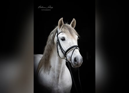 PRE Mestizo, Caballo castrado, 7 años, 163 cm, Tordo