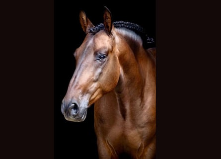 PRE Mestizo, Caballo castrado, 7 años, 164 cm, Castaño