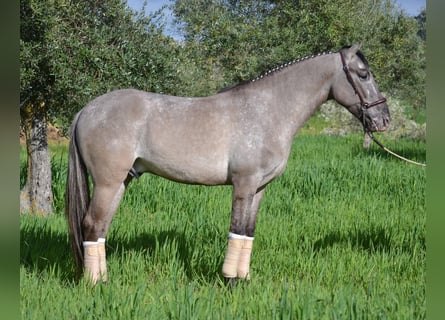 PRE, Caballo castrado, 7 años, 165 cm