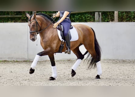 PRE, Caballo castrado, 7 años, 165 cm, Castaño oscuro