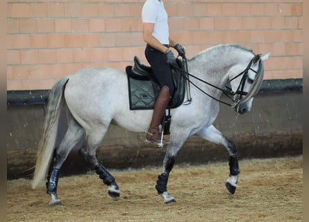 PRE Mestizo, Caballo castrado, 7 años, 165 cm, Tordo