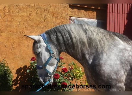 PRE, Caballo castrado, 7 años, 165 cm, Tordo